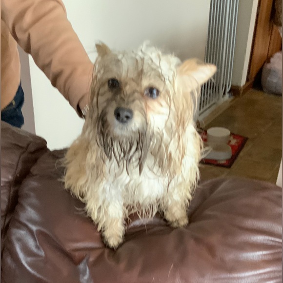 Meet your Posher, Ellie - Picture 2 of 5